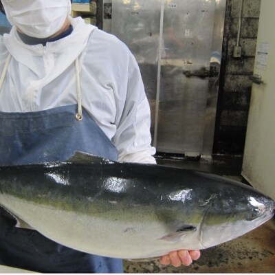 いずま海産の天然ブリづくしA