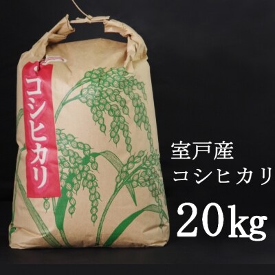 【令和3年産】室戸産新米コシヒカリ20kg