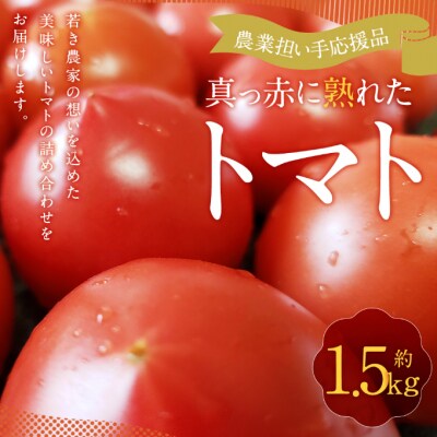 真っ赤に熟れたトマト1.5kg【農業担い手応援品】 | ふるさと納税のお礼品
