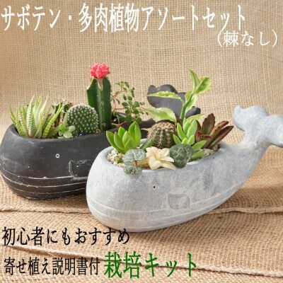 サボテン多肉植物の小苗アソートセットwーs 棘なし 寄せ植え説明書付 お礼品詳細 ふるさと納税なら さとふる