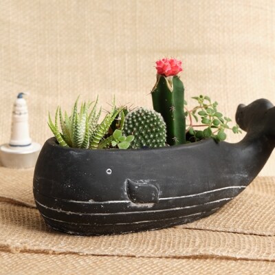 サボテン多肉植物の小苗アソートセットwーs 棘なし 寄せ植え説明書付 お礼品詳細 ふるさと納税なら さとふる