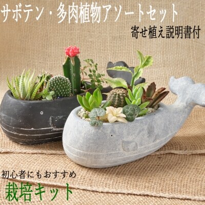 サボテン多肉植物の小苗アソートセットw 寄せ植え説明書付 お礼品詳細 ふるさと納税なら さとふる