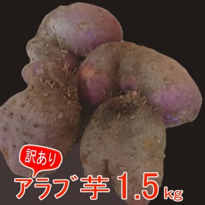 強い粘り!訳ありアラブ芋(つくね芋)1.5kg