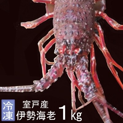 室戸産伊勢エビ1kg(冷凍)