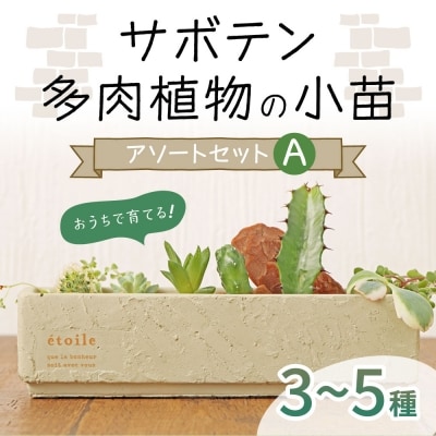 サボテン・多肉植物の小苗アソートセットA 【寄せ植え説明書付】