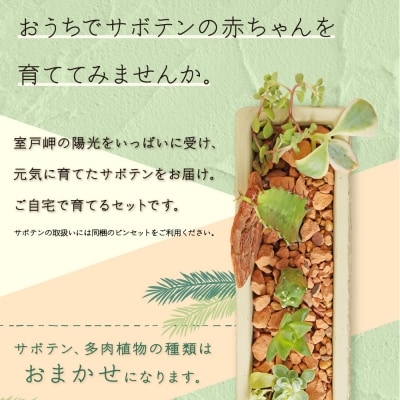 サボテン・多肉植物の小苗アソートセットA　【寄せ植え説明書付】