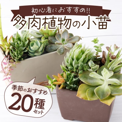 多肉植物の小苗20本セット(20種類アソート)