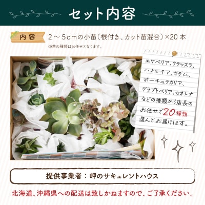 多肉植物の小苗20本セット(20種類アソート)