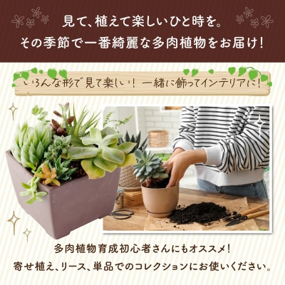 多肉植物の小苗20本セット(20種類アソート)