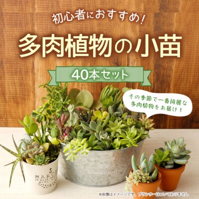 多肉植物の小苗40本セット(40種類アソートセット)　多肉植物寄せ植え