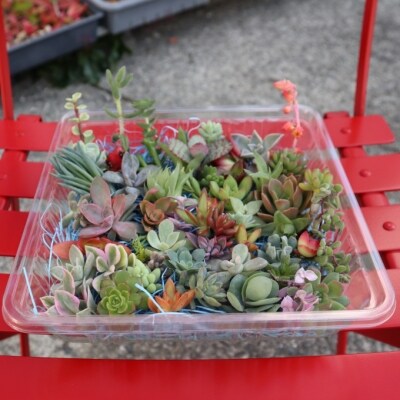 多肉植物の小苗40本セット 40種類アソート お礼品詳細 ふるさと納税なら さとふる
