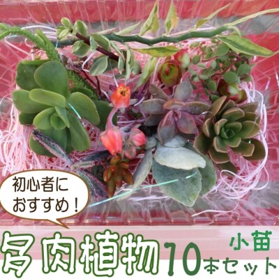 初心者におすすめ 多肉植物の小苗10本セット 10種類アソート お礼品詳細 ふるさと納税なら さとふる