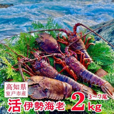 活伊勢海老2kg 漁師オススメの海老 お礼品詳細 ふるさと納税なら さとふる