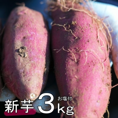 先行受付!掘りたての「新芋」さつまいも3kg+室戸海洋深層水の塩カリっとふり塩88g