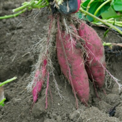 先行受付!掘りたての「新芋」さつまいも3kg+室戸海洋深層水の塩カリっとふり塩88g