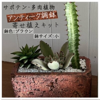 サボテン多肉植物の アンティーク調鉢寄せ植えキット 鉢色 ブラウン 鉢サイズ 小 お礼品詳細 ふるさと納税なら さとふる