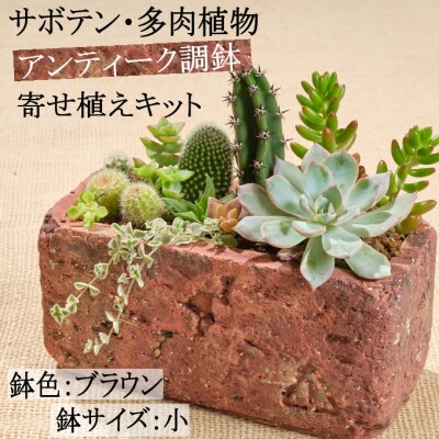 サボテン多肉植物の「アンティーク調鉢寄せ植えキット」(鉢色 
