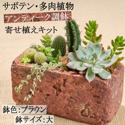 サボテン多肉植物の アンティーク調鉢寄せ植えキット 鉢色 ブラウン 鉢サイズ 大 お礼品詳細 ふるさと納税なら さとふる サボテン多肉植物の アンティーク調鉢寄せ植えキット 鉢色 ブラウン 鉢サイズ 大 お礼品詳細 ふるさと納税なら さとふる