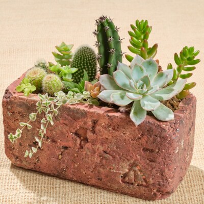 サボテン多肉植物の アンティーク調鉢寄せ植えキット 鉢色 ブラウン 鉢サイズ 大 お礼品詳細 ふるさと納税なら さとふる サボテン多肉植物の アンティーク調鉢寄せ植えキット 鉢色 ブラウン 鉢サイズ 大 お礼品詳細 ふるさと納税なら さとふる