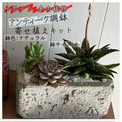 サボテン多肉植物の アンティーク調鉢寄せ植えキット 鉢色 ナチュラル 鉢サイズ 小 お礼品詳細 ふるさと納税なら さとふる
