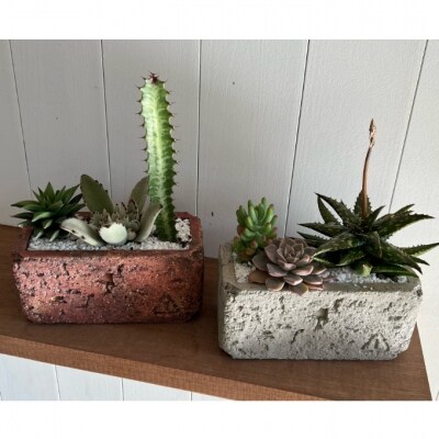 サボテン多肉植物の アンティーク調鉢寄せ植えキット 鉢色 ナチュラル 鉢サイズ 小 お礼品詳細 ふるさと納税なら さとふる