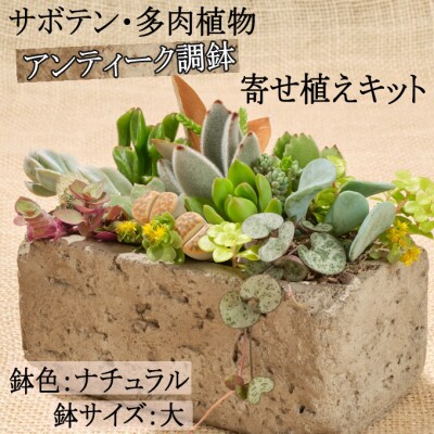 サボテン多肉植物の アンティーク調鉢寄せ植えキット 鉢色 ナチュラル 鉢サイズ 大 お礼品詳細 ふるさと納税なら さとふる
