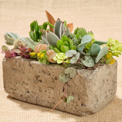 サボテン多肉植物の アンティーク調鉢寄せ植えキット 鉢色 ナチュラル 鉢サイズ 大 お礼品詳細 ふるさと納税なら さとふる サボテン多肉植物の アンティーク調鉢寄せ植えキット 鉢色 ナチュラル 鉢サイズ 大 お礼品詳細 ふるさと納税なら さとふる