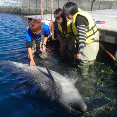 浅瀬ふれあい体験1名(中学生以上)