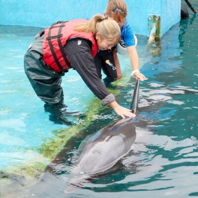 浅瀬ふれあい体験1名(中学生以上)