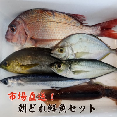 市場から直送!!定置網の朝どれ鮮魚セット3～4種類