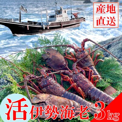 【天然】活伊勢海老3kg