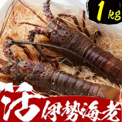 活伊勢海老【1kg】