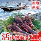 【天然】活伊勢海老600g