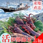 【天然】活伊勢海老1kg　伊勢海老1000g