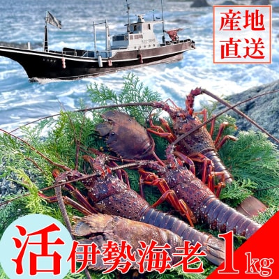 【天然】活伊勢海老1kg　伊勢海老1000g