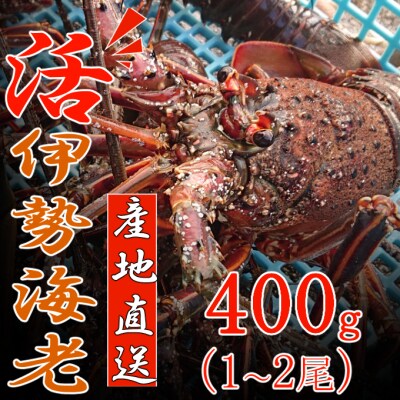 【捌き方レシピ・軍手付き】活きイセエビ漁師直送!!400g(1尾、1人前)