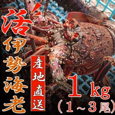 活き伊勢海老 1kg 天然まぐろのチャンジャセット お礼品詳細 ふるさと納税なら さとふる 活き伊勢海老 1kg 天然まぐろのチャンジャセット お礼品詳細 ふるさと納税なら さとふる