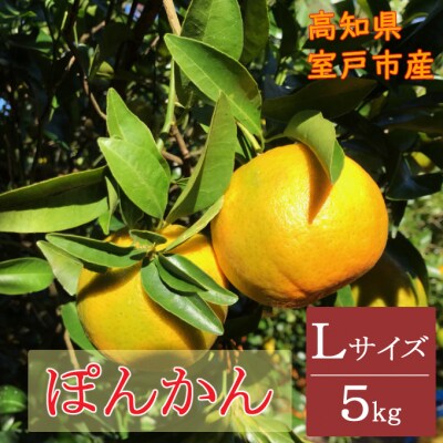 【期間限定】ぽんかん　Lサイズ　5キロ