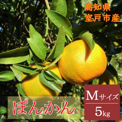 【期間限定】ぽんかん　Mサイズ　5キロ
