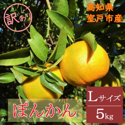 【期間限定】ぽんかん　Lサイズ　5キロ　【訳あり】