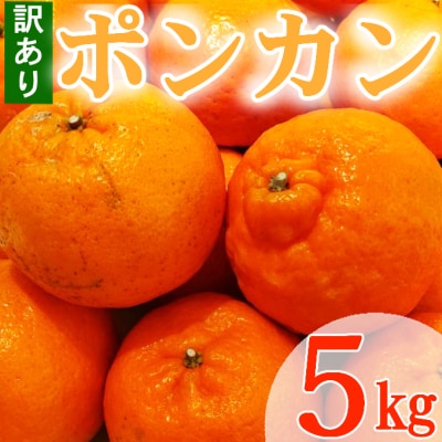 【ご家庭用】マルカズ農園の訳ありポンカン　5kg | ふるさと納税のお礼品
