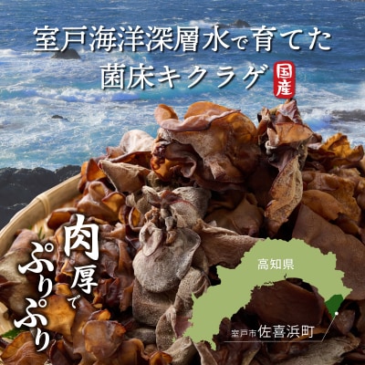 国産生キクラゲ 高知県産 計800g