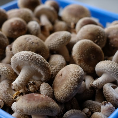 高知県産しいたけ【約500g】 国産椎茸