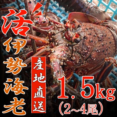 【捌き方レシピ・軍手付き】活きイセエビ漁師直送!!1.5kg(2～4尾、3～4人前)