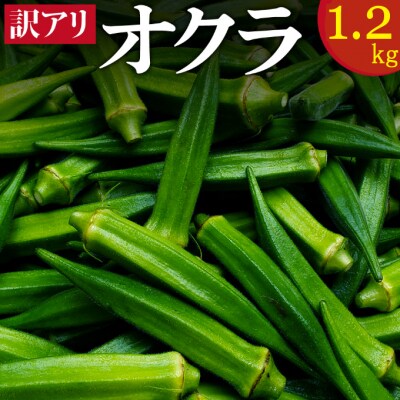 (ご家庭用・訳あり)朝どれ新鮮オクラ1.2kg【高知県室戸市産】