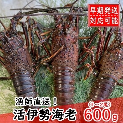 【漁師直送】活伊勢海老600g