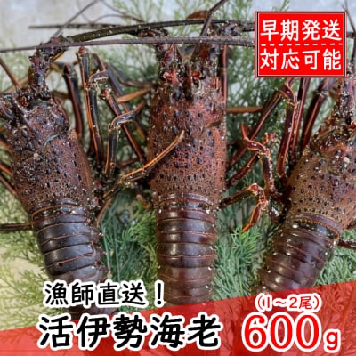 【漁師直送】活伊勢海老600g