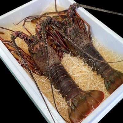 【漁師直送】活伊勢海老600g