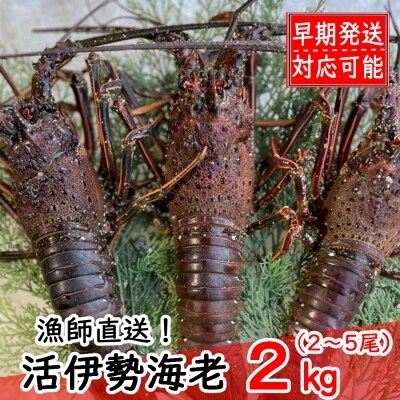 【漁師直送】活伊勢海老2kg