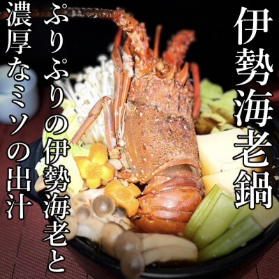 室戸市産活伊勢海老　600g　レシピ、軍手付き